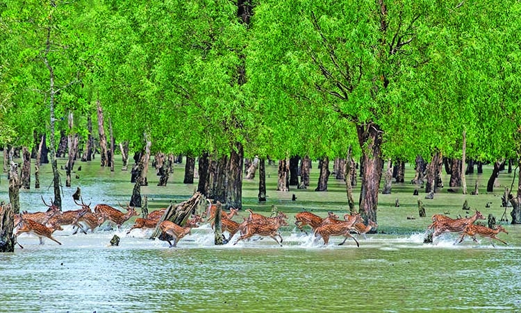 Ecstasy of 'Ruposhi' Bangla