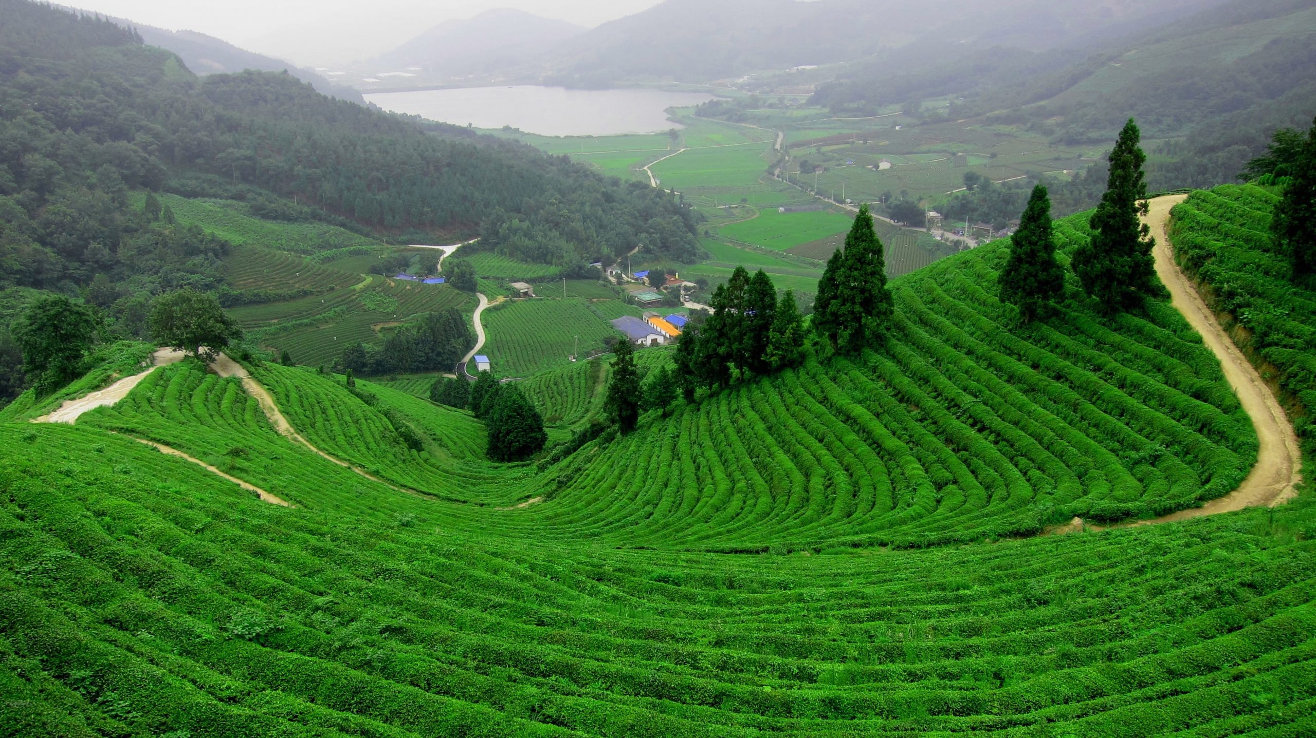 Trip to the Tea Capital [4N/5D]